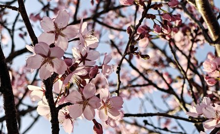 oplus_3145776